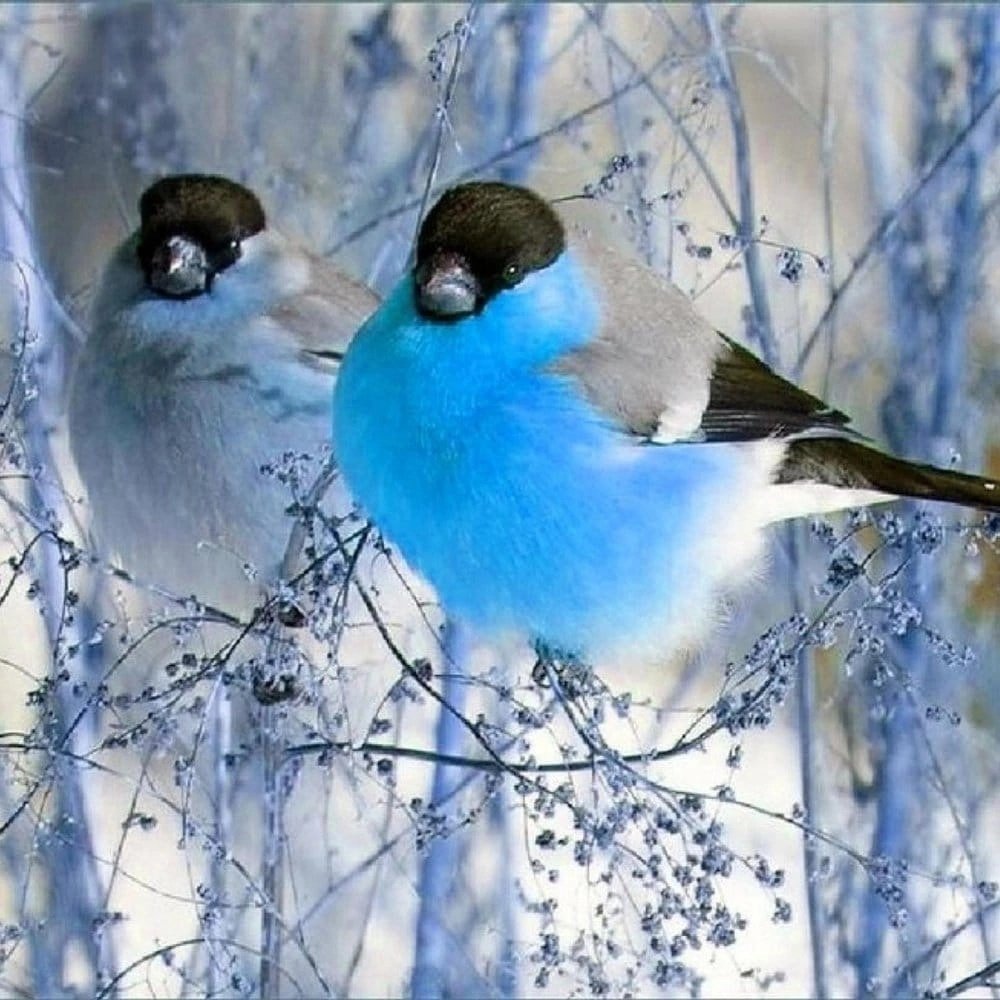 Карликовая Горлица