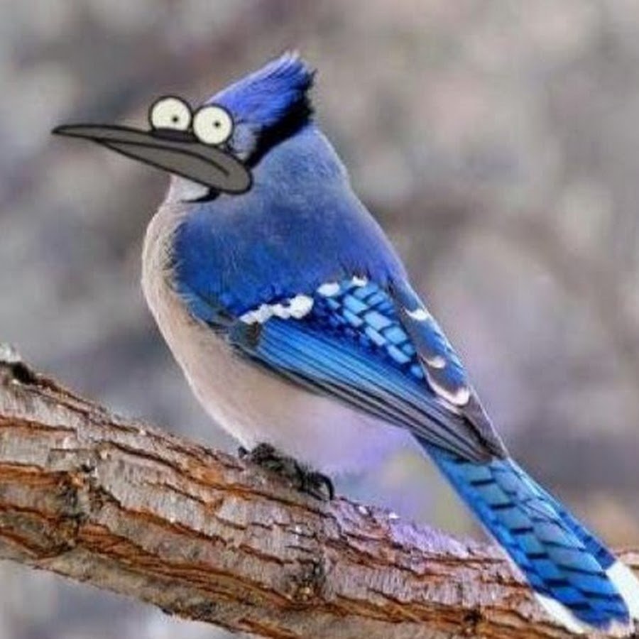 Синяя Сойка Эстетика