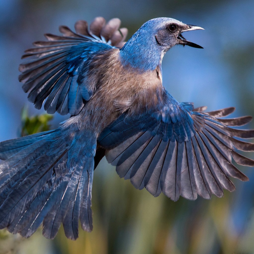 Птицы голубоватые орут