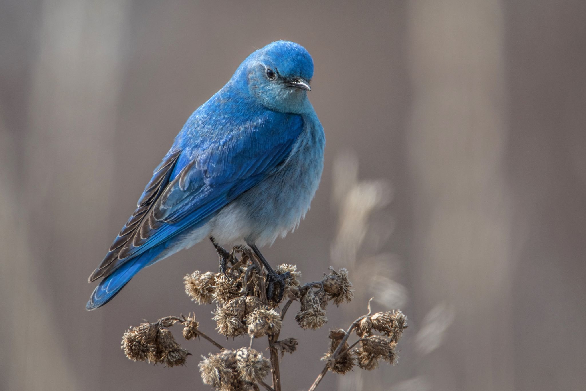 Синяя птица под. Голубая птичка. Лазурные птицы. Бирюзовая птица. Птица с голубыми перьями.