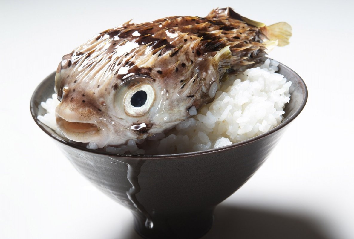 Невкусная рыба. Ядовитая рыба фугу. Японская рыба фугу. Фугу (рыба-шар). Японская ядовитая рыба фугу.
