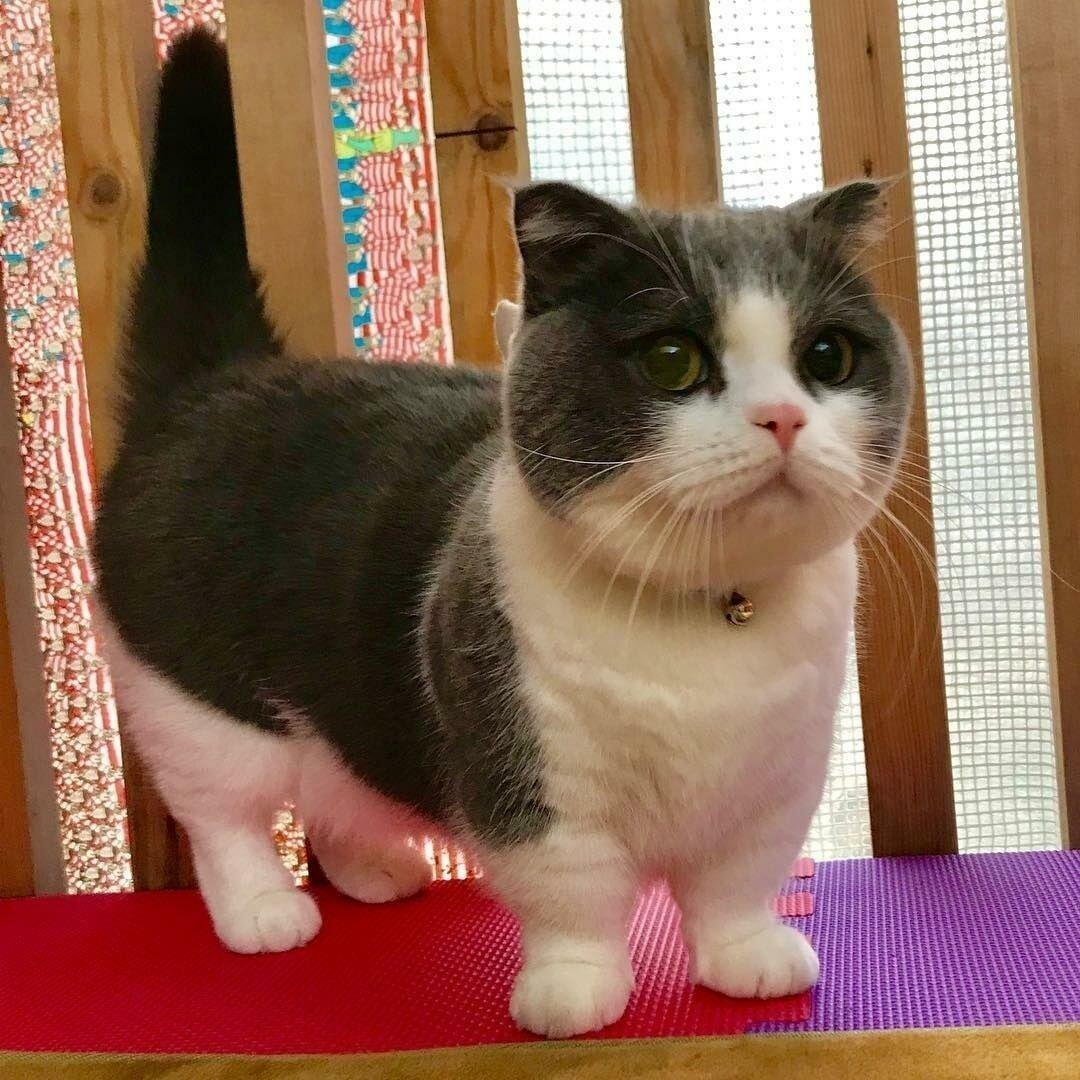 Коты Манчкин