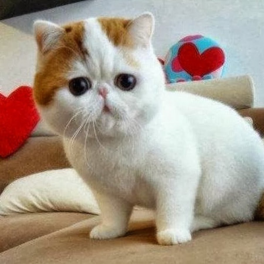 Манчкин котята