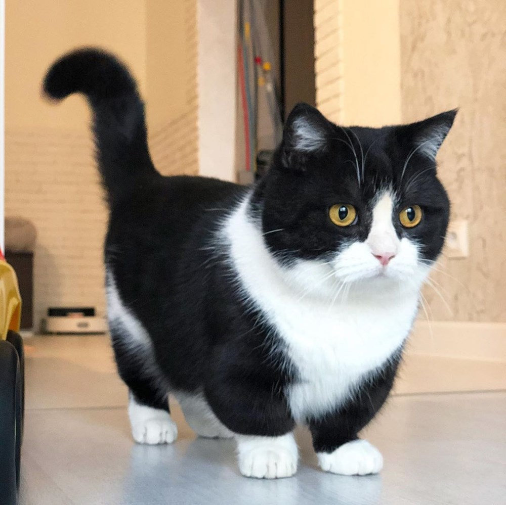 Манчкин кот