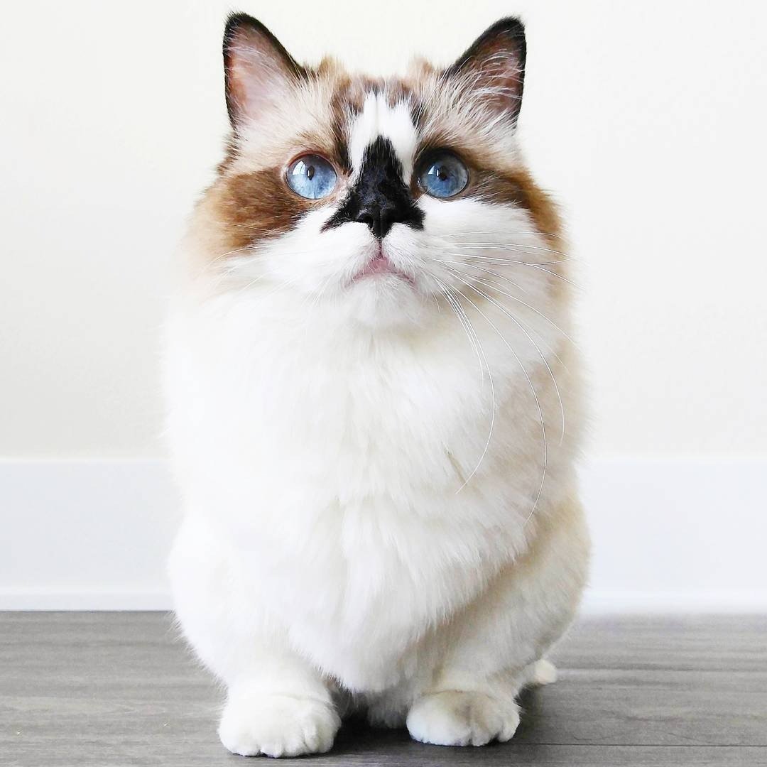 Манчкин порода кошек большеглазый