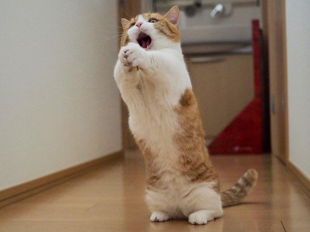 Манчкин кот гладкошерстный