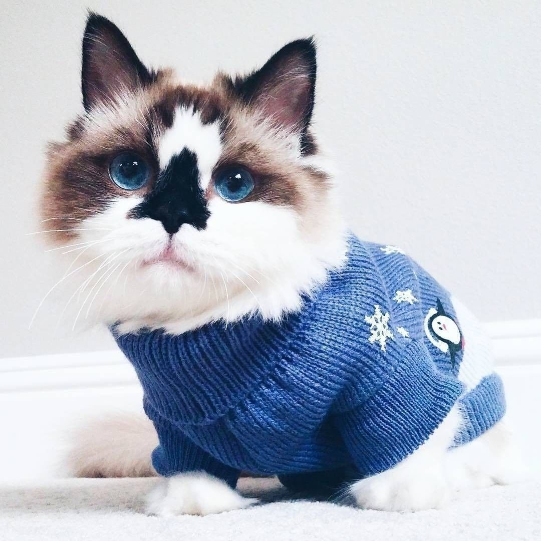 Манчкин кот сиамский