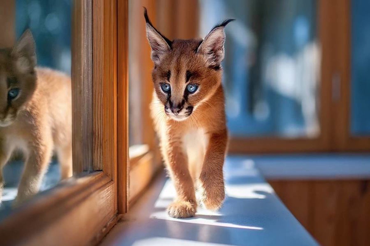 Коротколапые манчкины