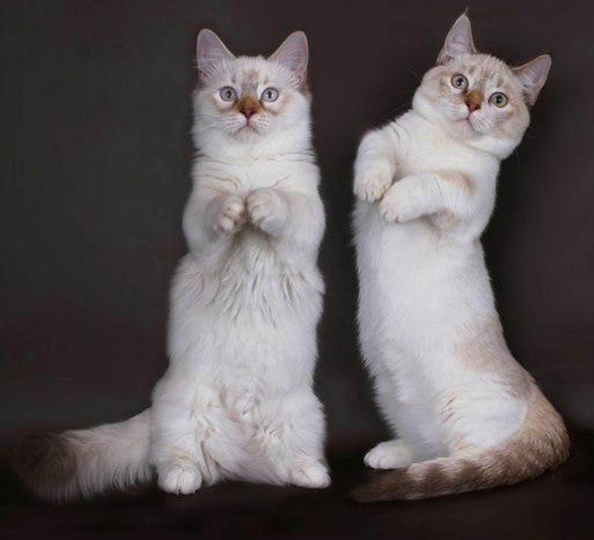 Манчкин кинкалоу кошка