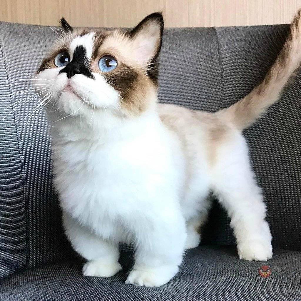 Манчкин табби