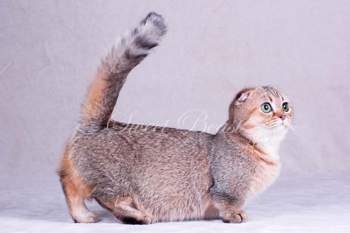 Карликовые кошки Манчкин