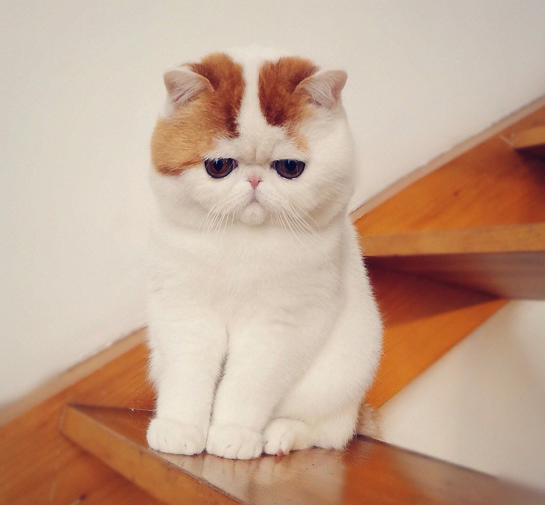 Котик на задних лапках