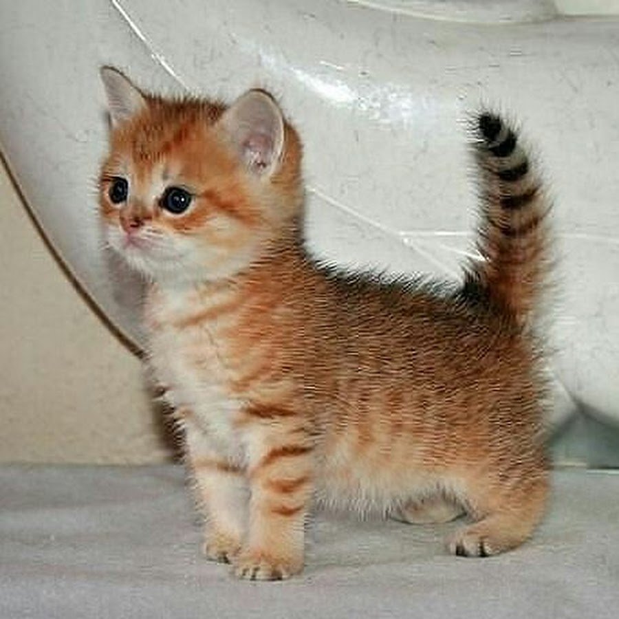 Манчкин кошка вислоухая