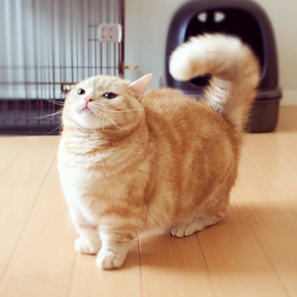 Манчкин толстый кот