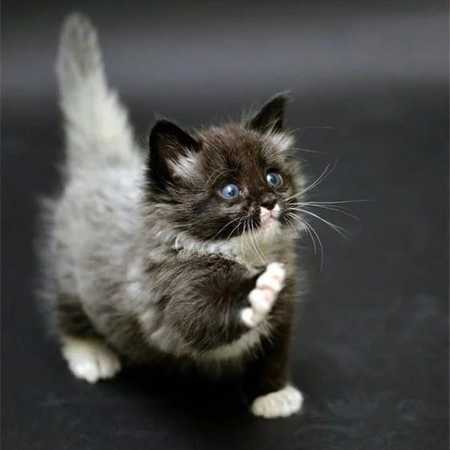 Манчкин кот