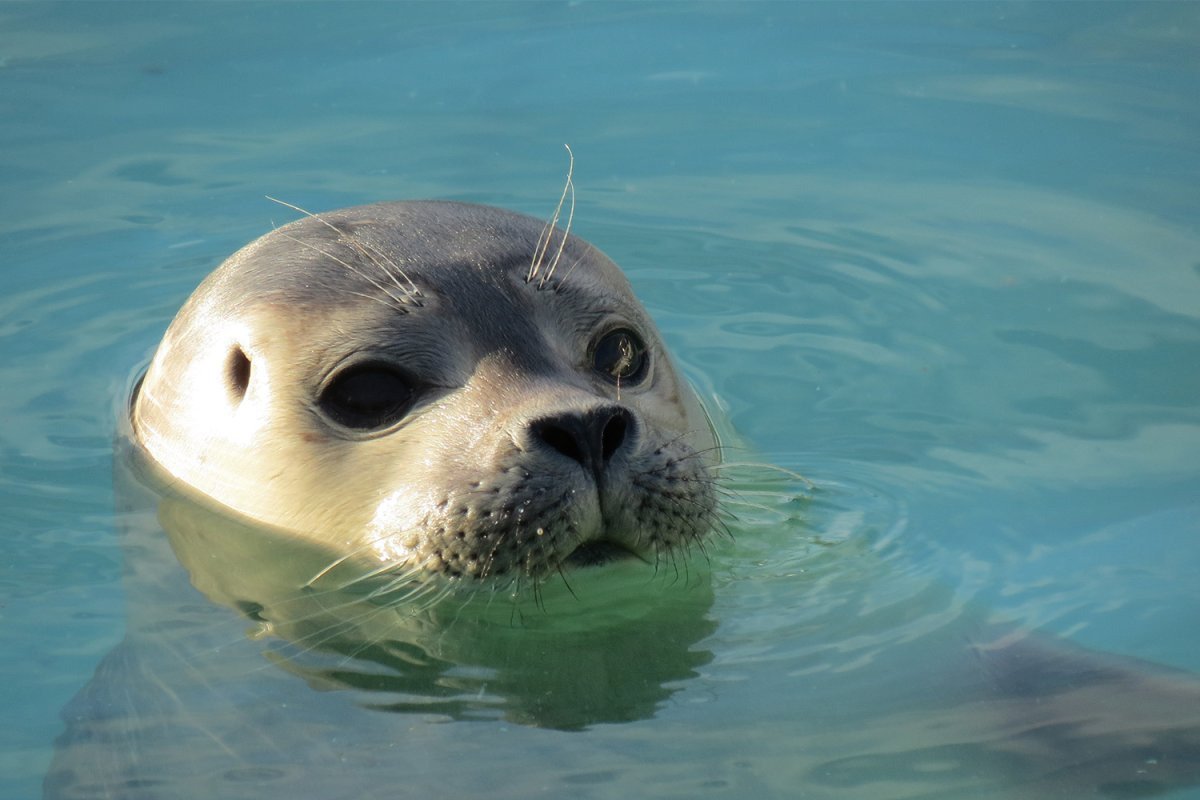 Водные животные