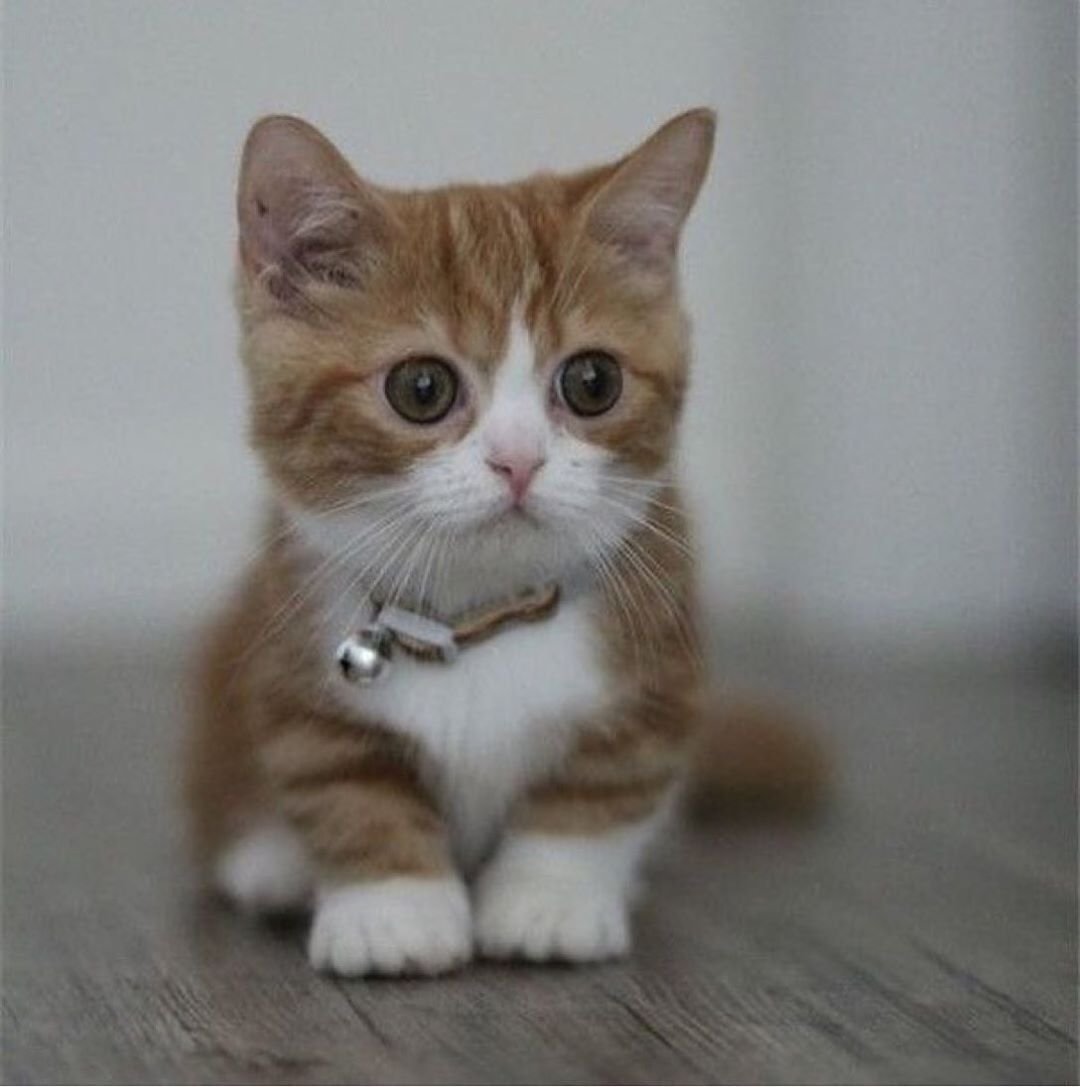 Манчкин кот дымчатый