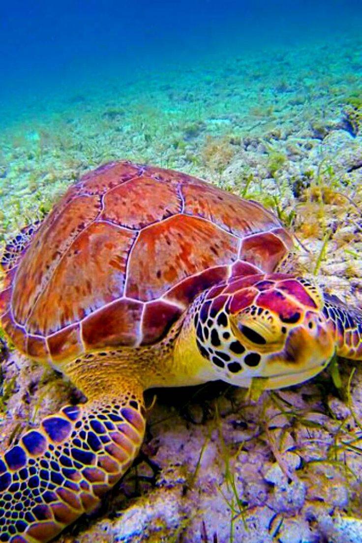 Скат хвостокол красное море