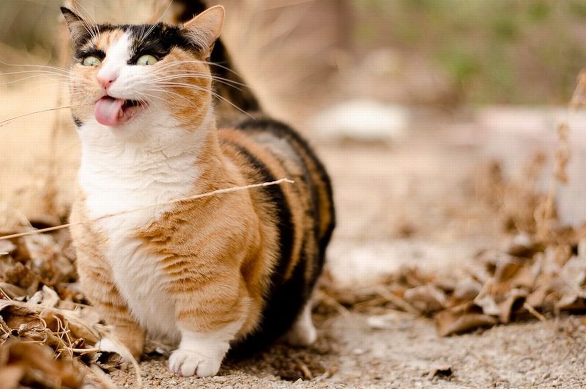 Карликовые кошки Манчкин