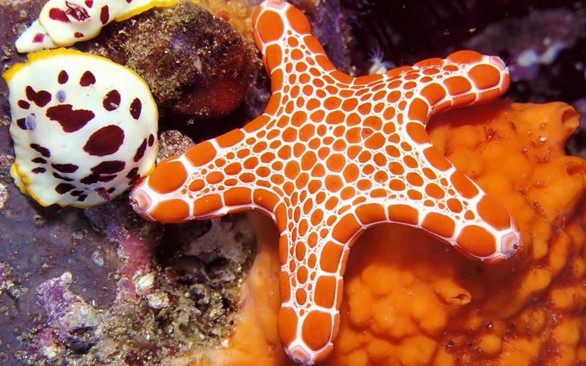 Морские жители