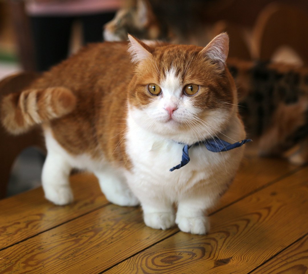 Манчкин длинношерстный котенок