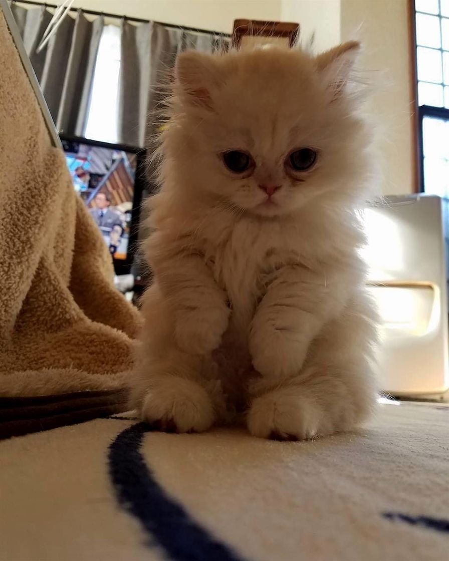 Белый пушистый котенок