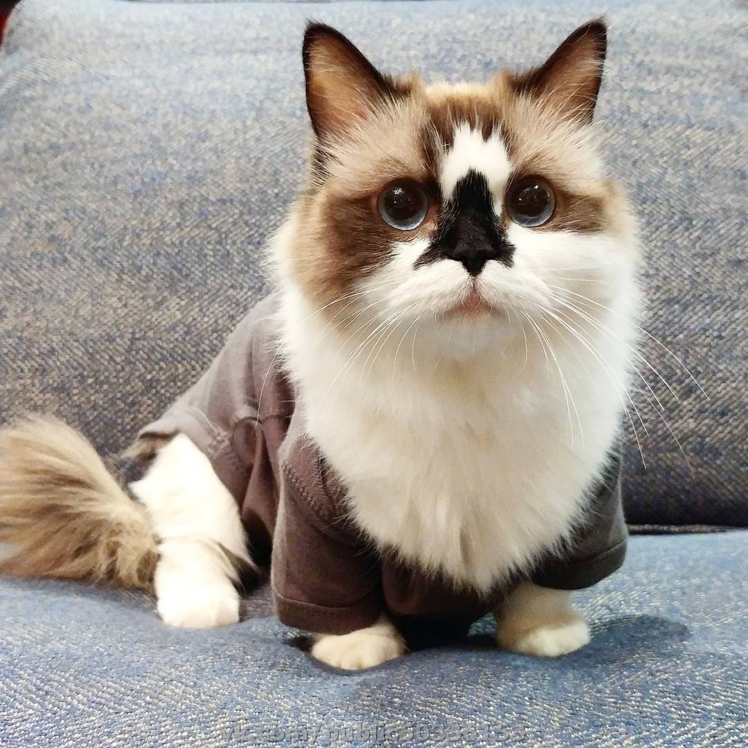 Кот Манчкин вислоухий