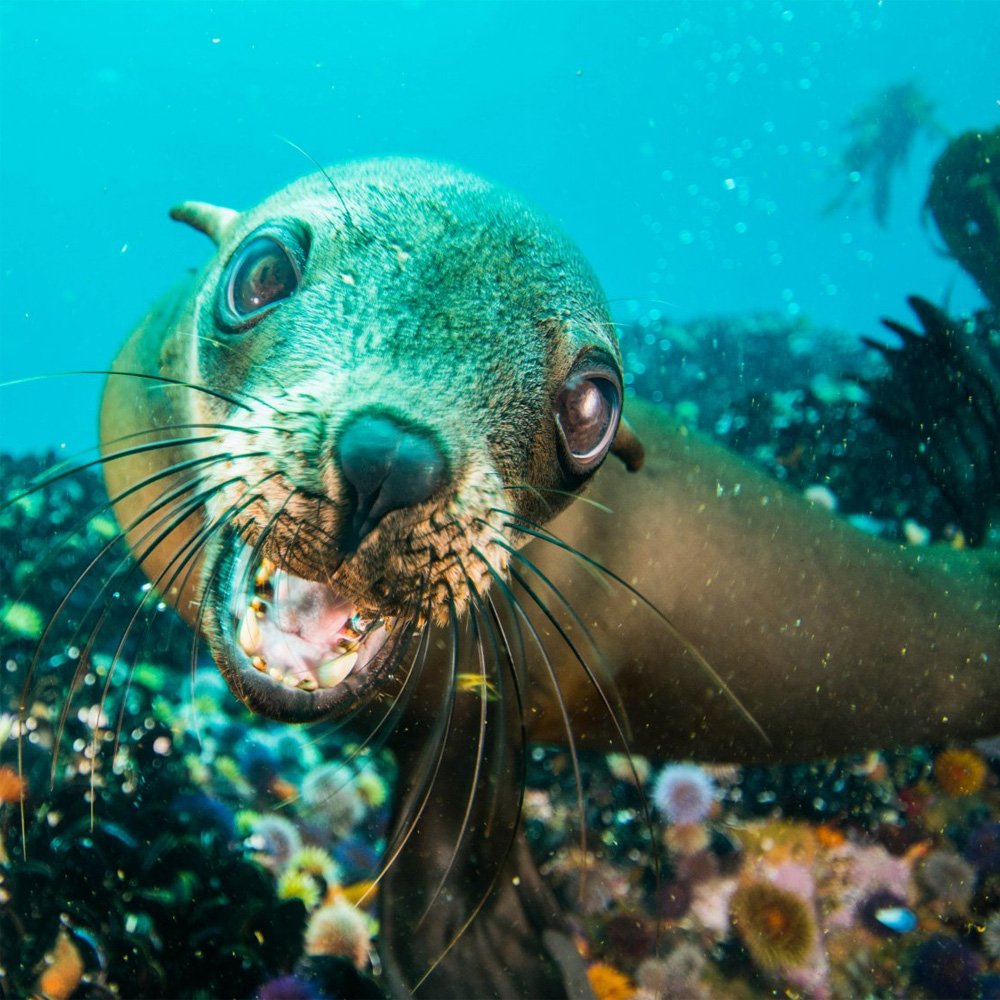 Дельфин индийского океана