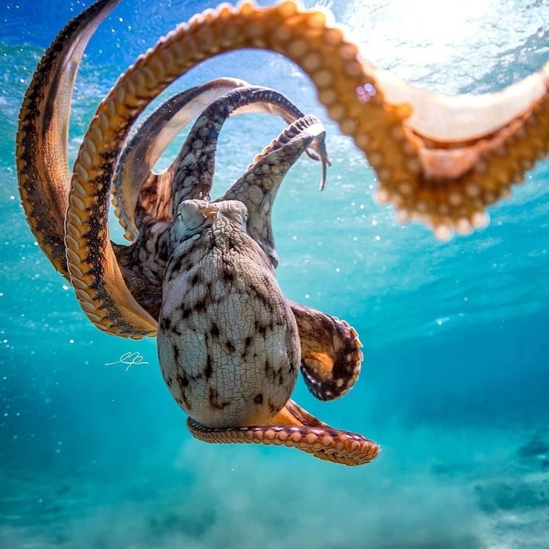 Amphioctopus marginatus