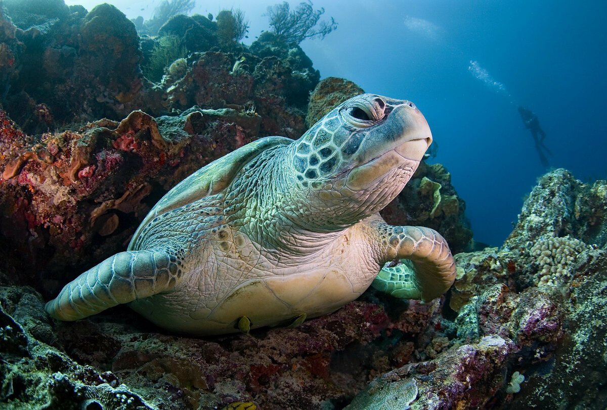 Головоногие моллюски кальмар