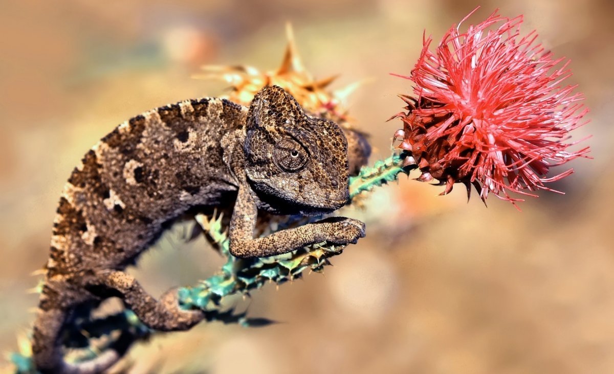 Ящерица Молох дракон