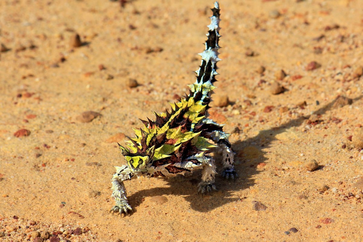 Тернистый дракон Молох