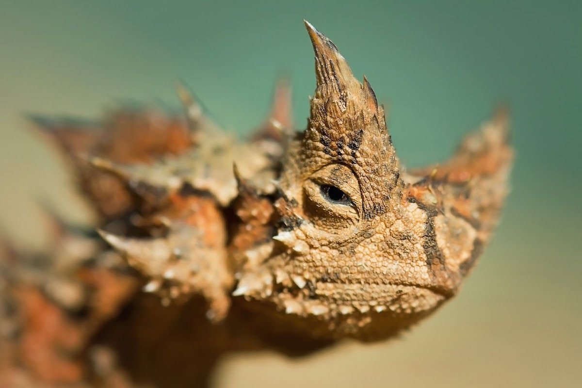 Молох ящерица