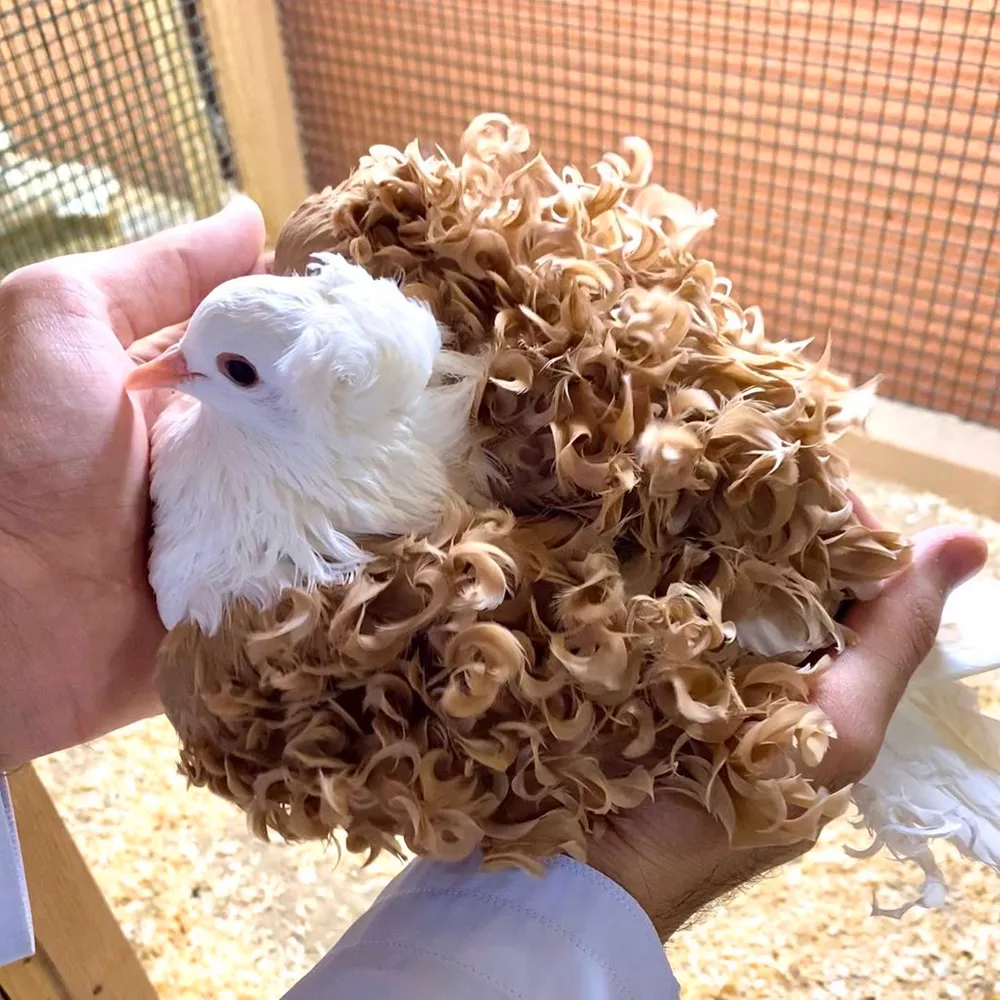 Кучерявые куры