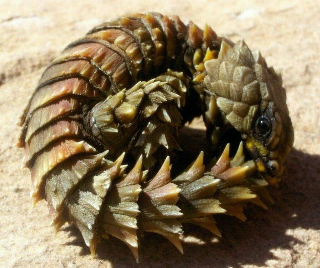 Ящерица поясохвост