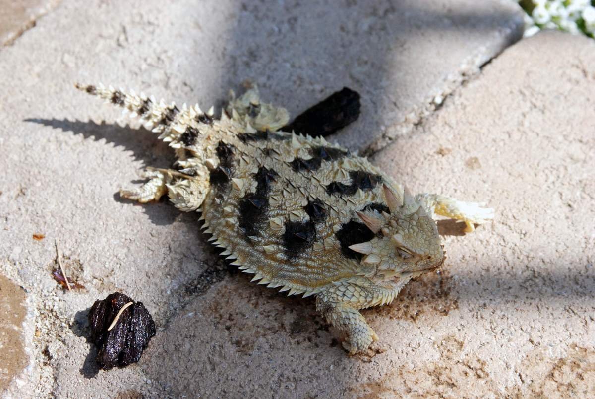 Молох ящерица