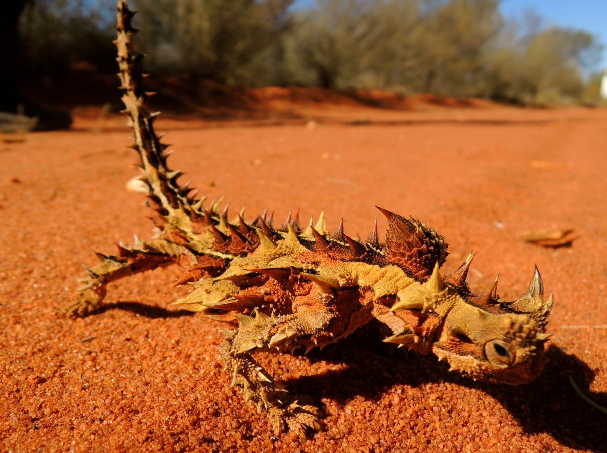 Молох пресмыкающиеся