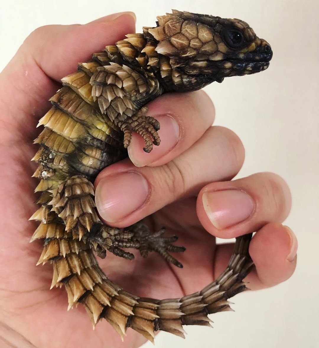 Ящерица поясохвост