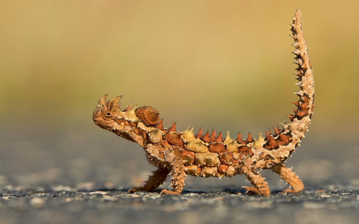 Австралийская ящерица Молох