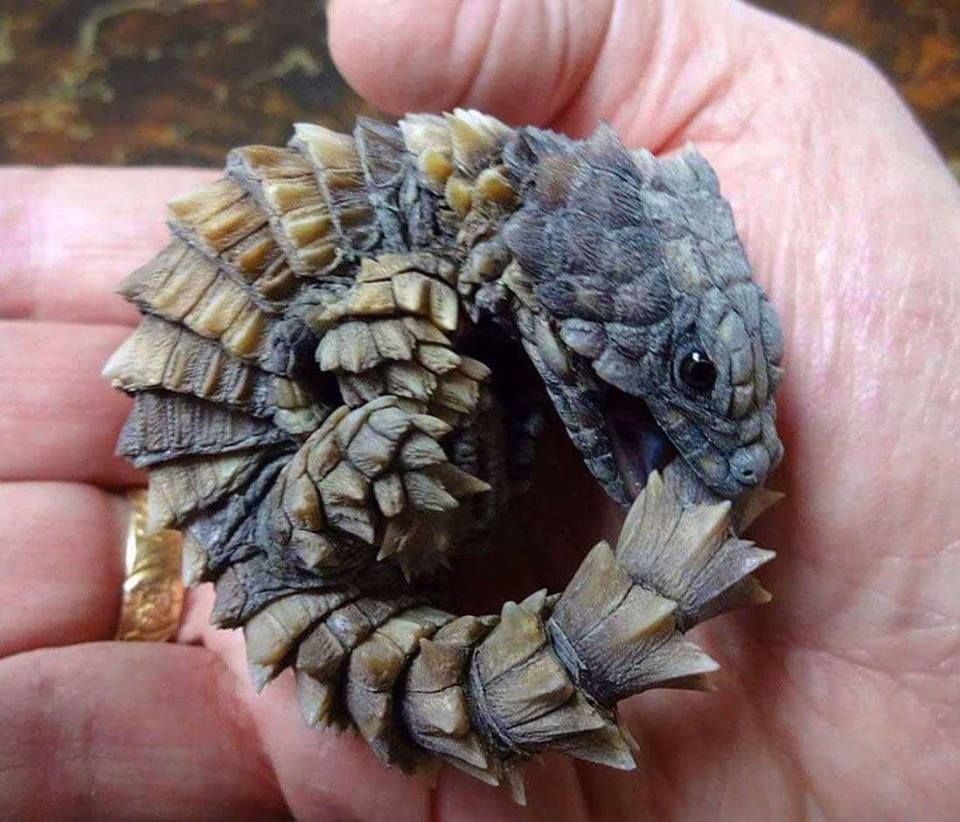 Ящерица крокодиловый сцинк