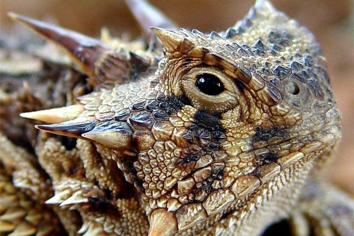 Ящерицы Геншин