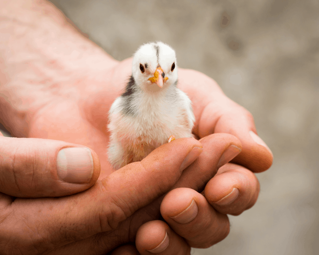 Птенчик в руках фото