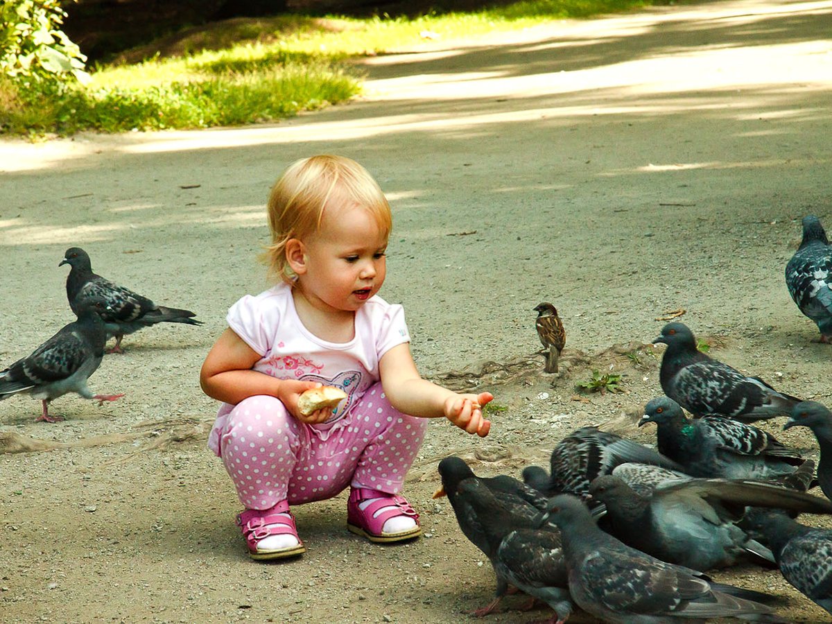 Дети голубей