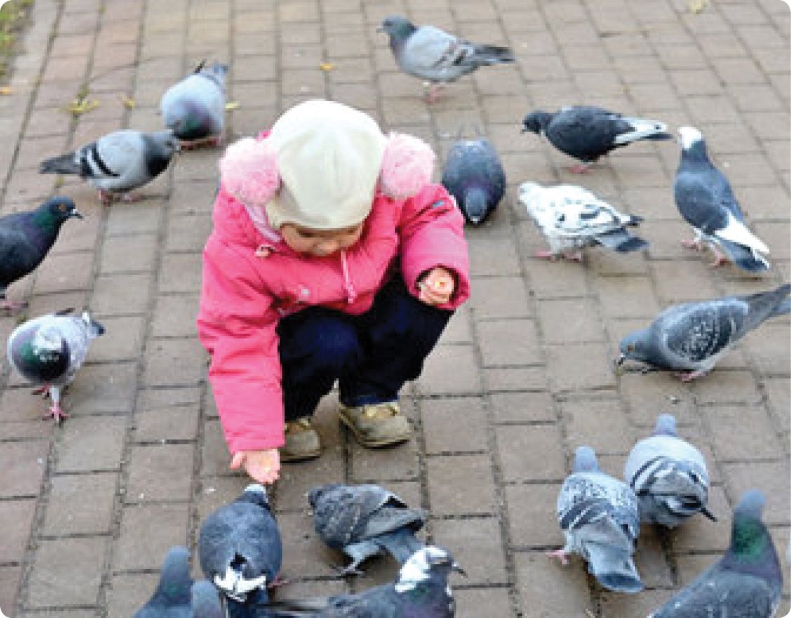 Дети кормят голубей