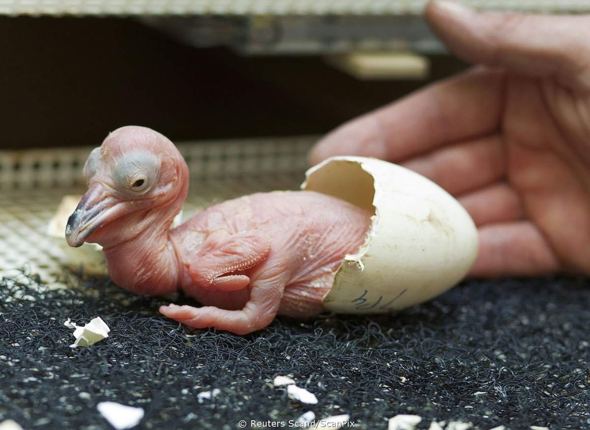 Новорождённые птенцы голубя