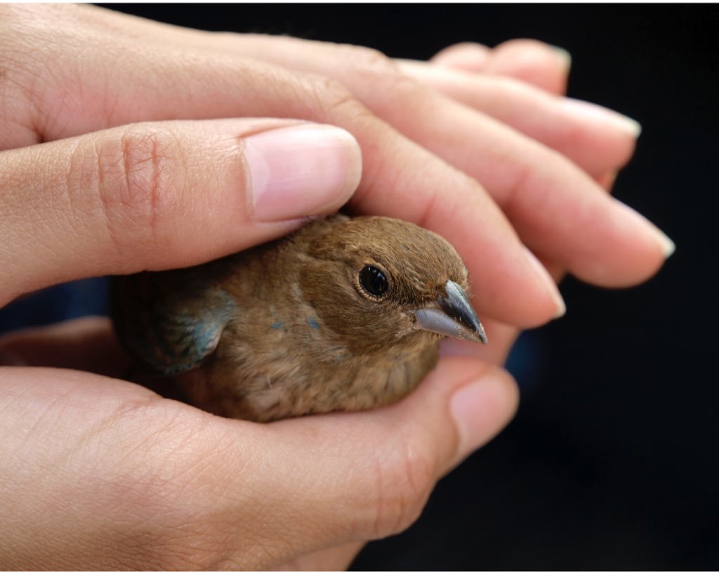 Птичка на руке
