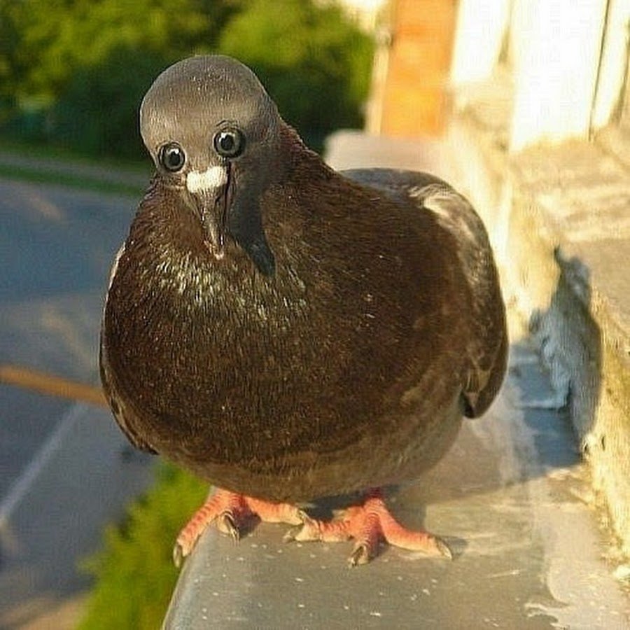 Тупой голубь