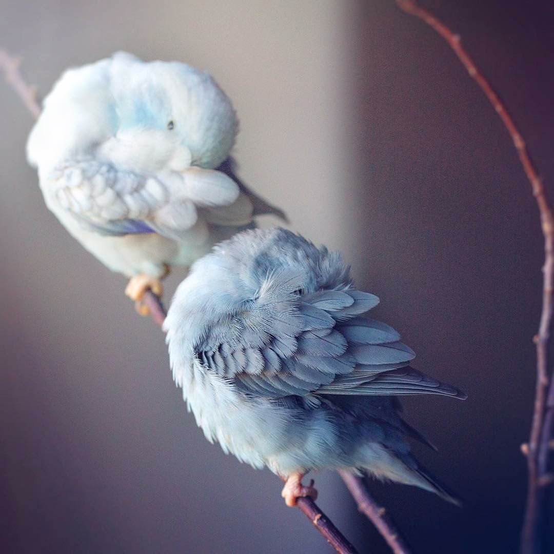 Птицы Эстетика