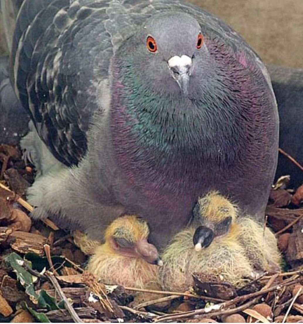 Птенец голубя