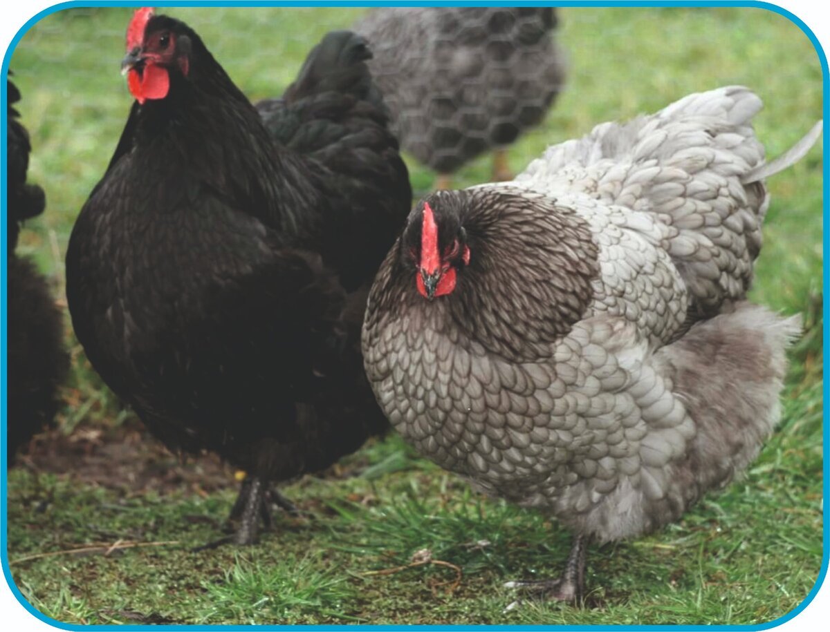 Куры породы Нью Гемпшир